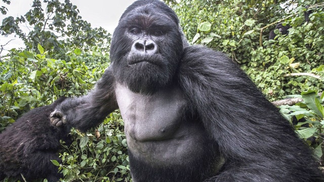 Boy, 4, falls into gorilla enclosure at Cincinatti Zoo