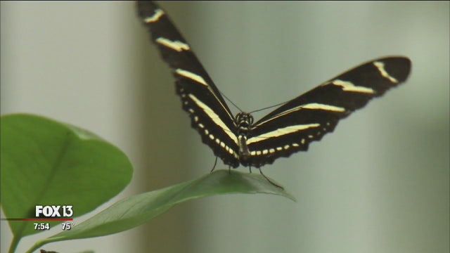 The zebra longwing butterfly
