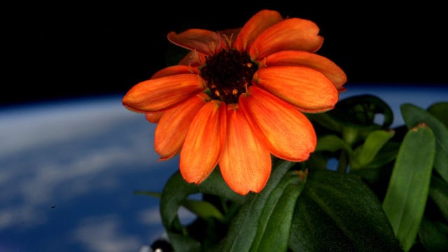 Blooming now: First zinnia flower grown in space
