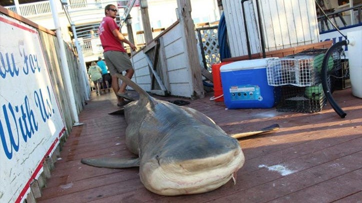 Massive Bull Shark Caught Off Coast Of Egmont Key