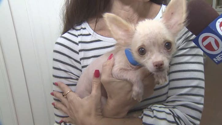 35 rescued Chihuahuas available for adoption in Fort