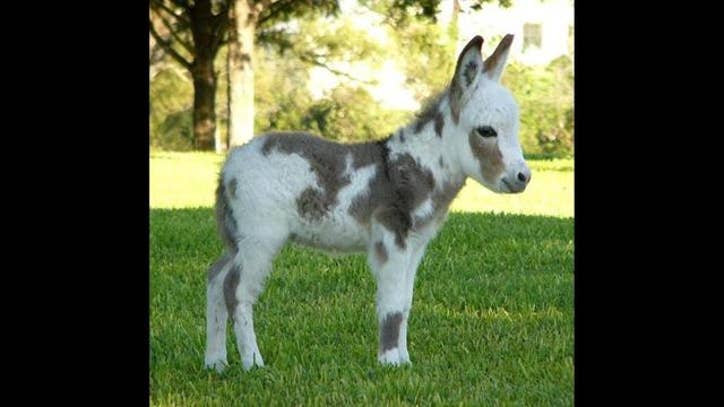 mini donkey rescue near me