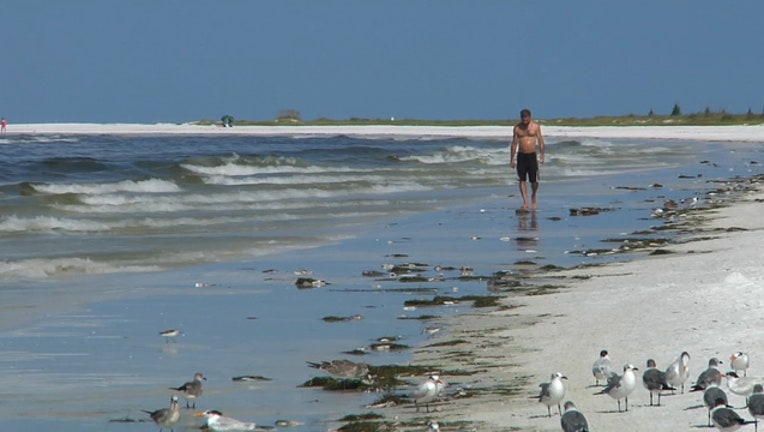 WTVT_Siesta Beach Bacteria_082318