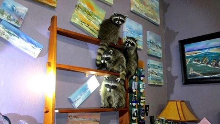 aee16c36-raccoons in gallery.jpg