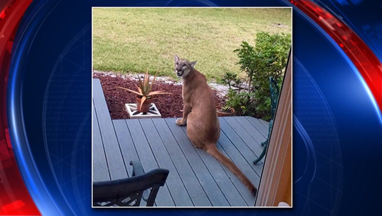 3ab6c9d8-panther sighting fort myers