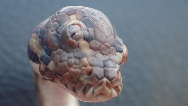 7c9855b6-3-eyed snake_1556877749062.jpg.jpg