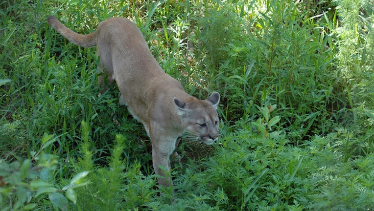 8f3fa34c-Florida panther prowling (file)