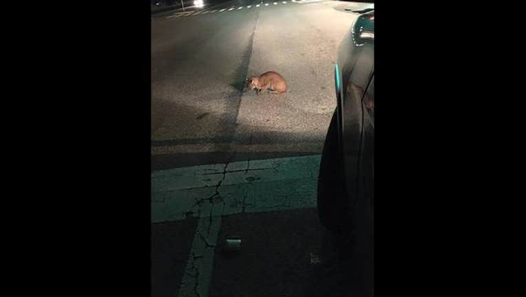 18c087a0-Bobcat-Hit-by-car-HBC-Brandon-2016-02-05_1454962167733.jpg