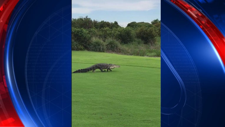 102f382e-Boca Raton Gator_1500459333442.jpg