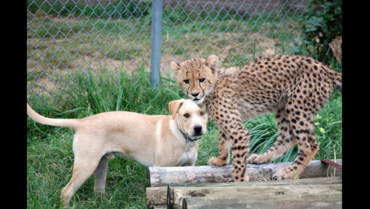 3835f6b1-CheetahCubPuppyFriendship_1444183349873-401720.jpg