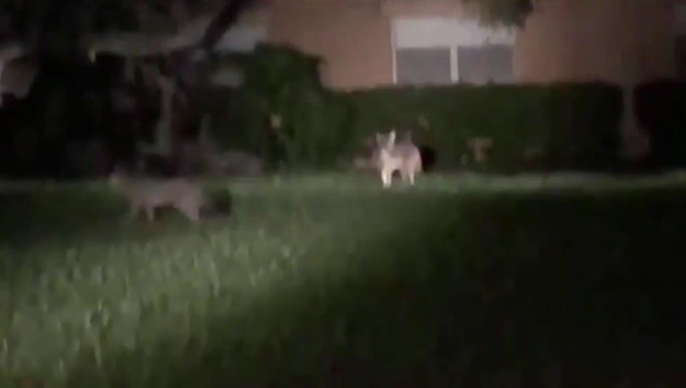 4d6794ca-Coyote_sightings_in_St__Pete_0_20181012112347