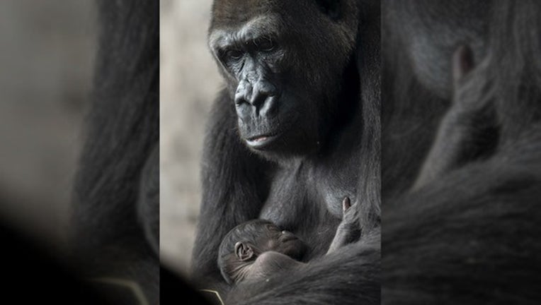 a50c1dd1-DISNEY PARKS BLOG_grace baby lowland gorilla_050219_1556804665807.png-402429.jpg