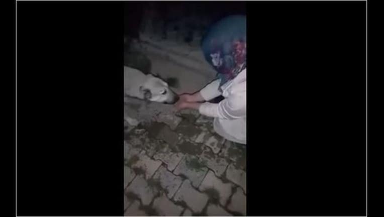 0e1ceeef-DOG2_1468612165848.JPG