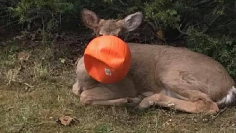 414869b9-Deer stuck in pumpkin Aaron Meyerrenke Via Storyful_1509375307767-401096.jpg