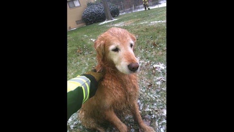 40fc7c35-Dog Rescue_1513542850544.jpg.jpg