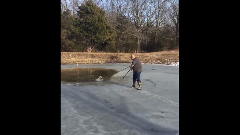 58d8ed77-Dog Rescue_1517692641320.jpg.jpg