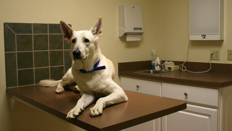 3ae5e7f5-Dog flu_1455803805156.jpg