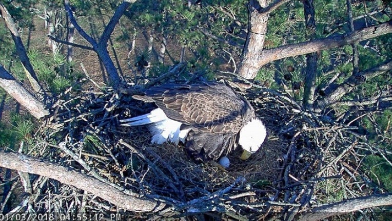 1af336e2-Egg1_1515019137259-404959.jpg