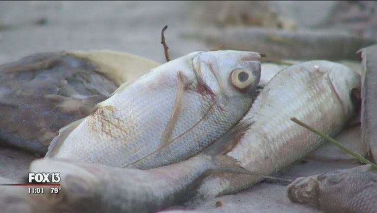 60211cce-FWC_executive_order__Redfish__snook_catc_0_20180831030826