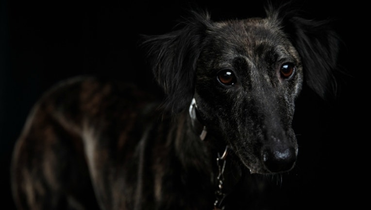 f75a8ace-GETTY-sad-dog_1515685412911-404023.jpg