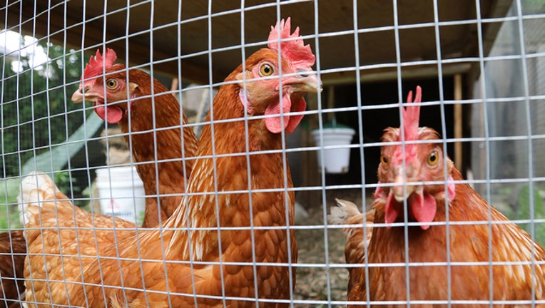 c6018163-GETTY backyard chickens_1567598393010.jpg.jpg