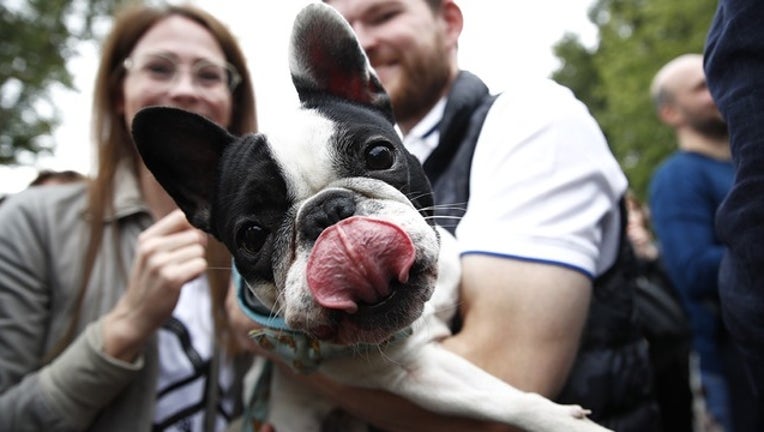 GETTY dog_1568204855701.png_7650981_ver1.0_1280_720_1568514009317.jpg.jpg