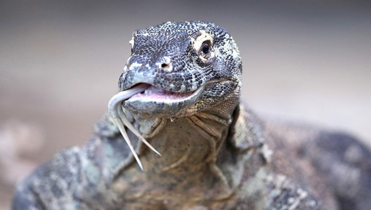 a0807540-GETTY komodo dragon 040419_1554374663718.jpg.jpg