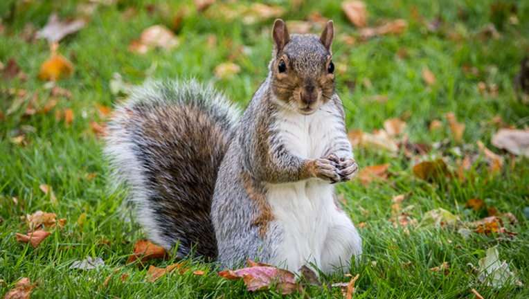 eed3587e-GETTY_squirrel_101018_1539174060279-402429.png