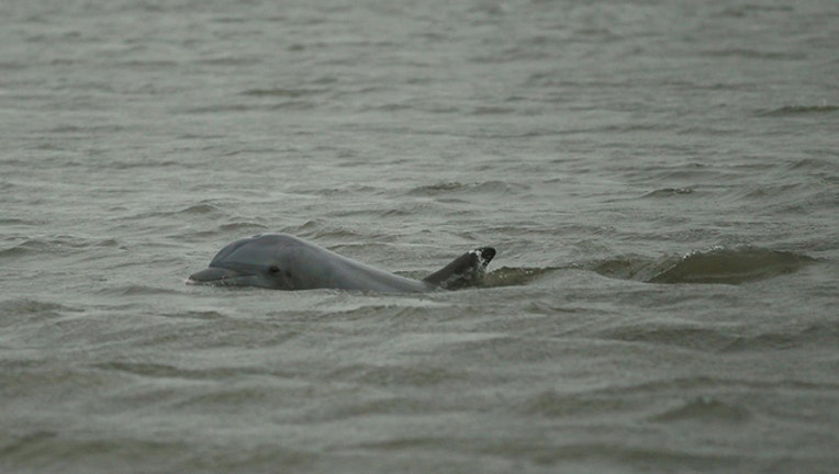 fc73b78d-Dolphin Gulf of Mexico GETTY