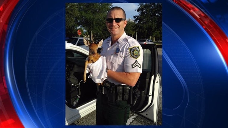 b02d1398-HCSO DEER RESCUE FOR WEB Cropped_1471801094017.jpg
