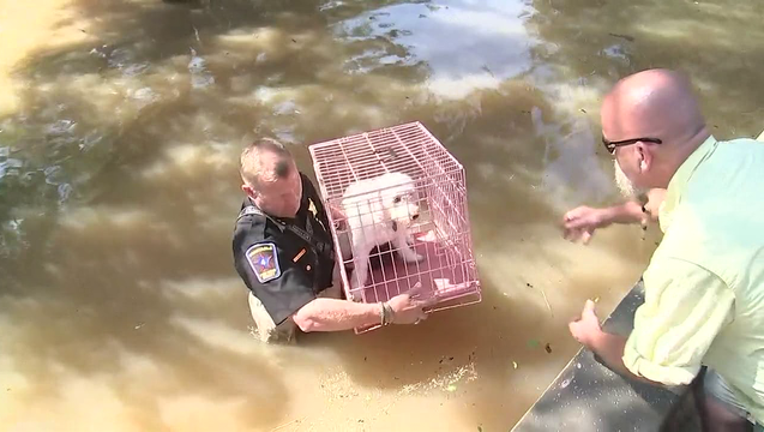 7759c0ad-Homeowners Reuinted With Pets in Houston (4)_1504197271848-408795.png