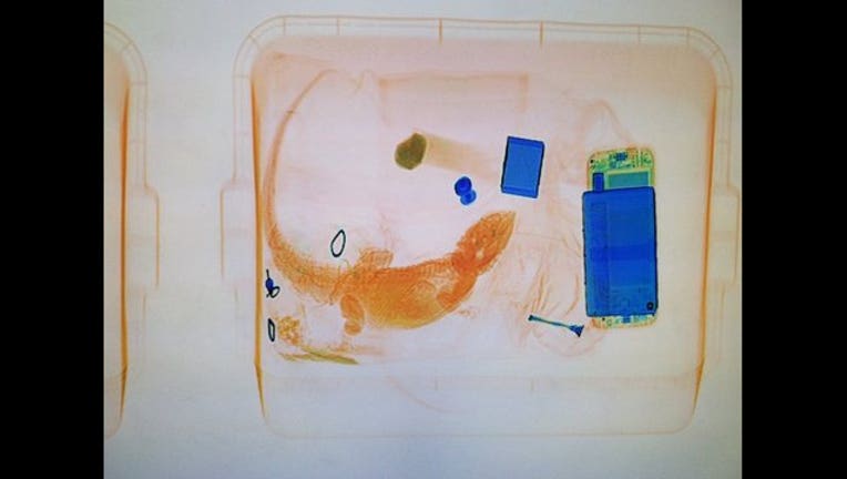 c98385ea-Iguana in briefcase_1466247136447.jpg