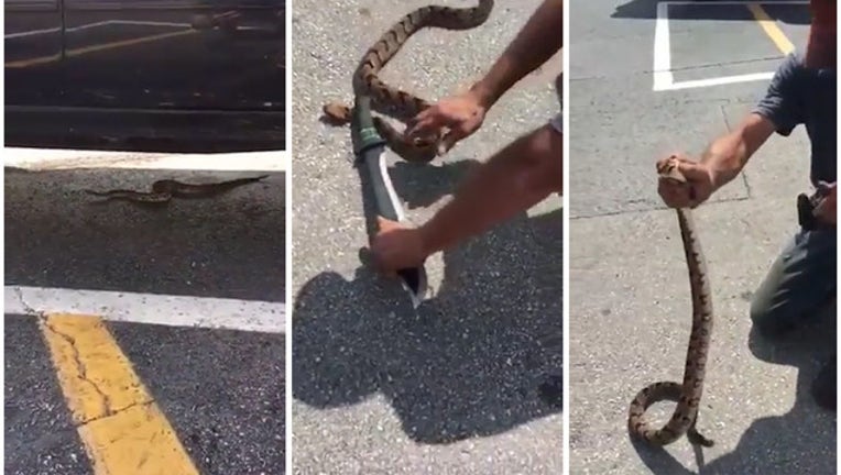 3f04e6f3-Machete_wielding_man_catches_rattlesnake_0_20180918122314
