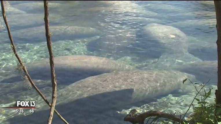 e38986cc-Manatees_fill_Three_Sisters_Springs_0_20170131223021