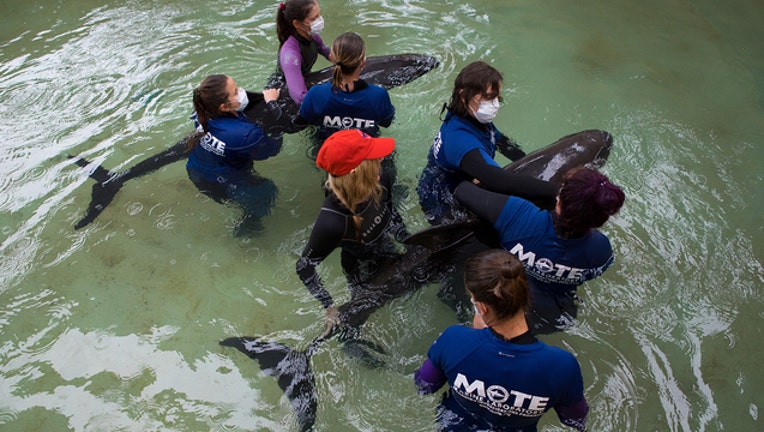 d9046d31-Pygmy Killer Whale Patients_1535653425416