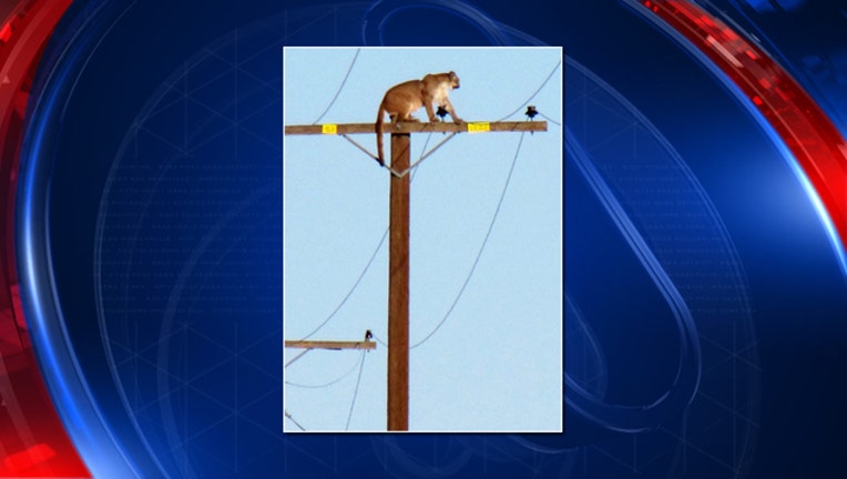 43ee6319-Mountain lion perched on pole