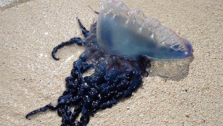 c4063930-National Science Foundation man-of-war_1518429428345.jpg.jpg