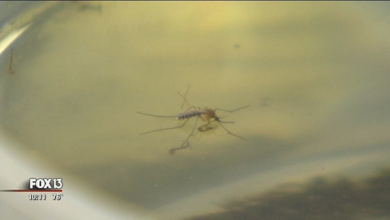 bfa035f6-OneBloodZika3_1470018405306.jpg