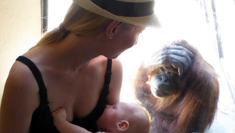 a1793680-Orangutan_1455115152272.jpg