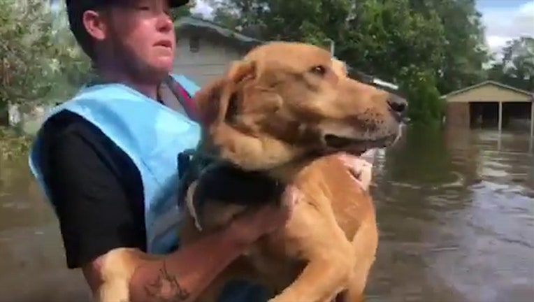 0bbc3811-PETA_saves_dog_trapped_by_floodwaters_0_20180920095159