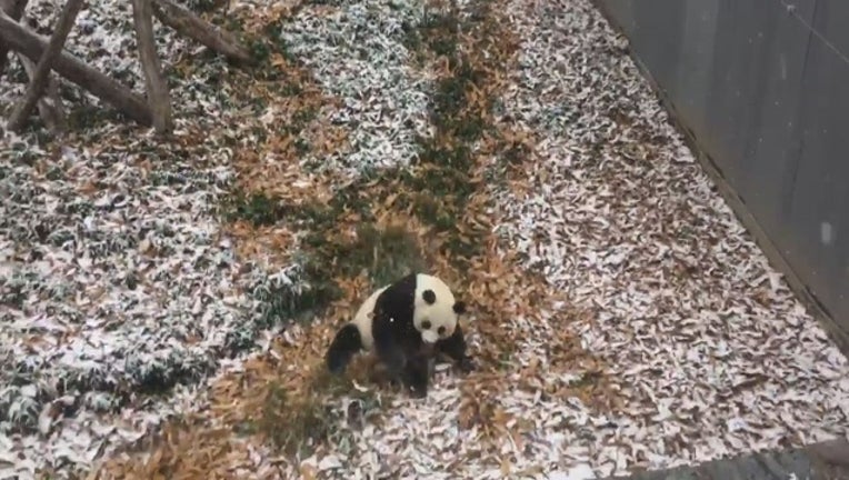 721d4cc3-Panda_1512937388628.jpg