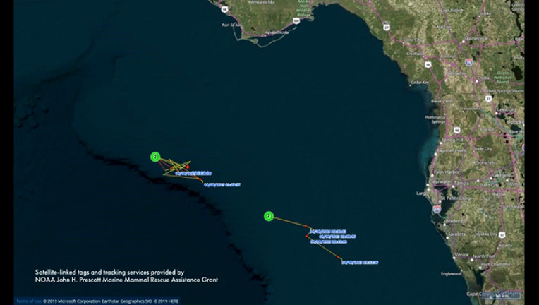 a098dcf1-Pilot Whales Tracker