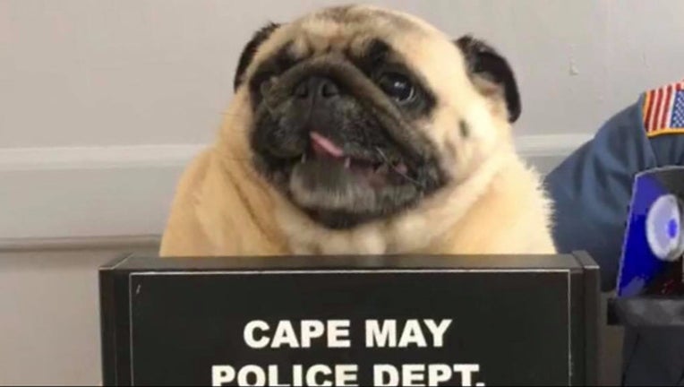 3daa8822-Pug Mug-401096