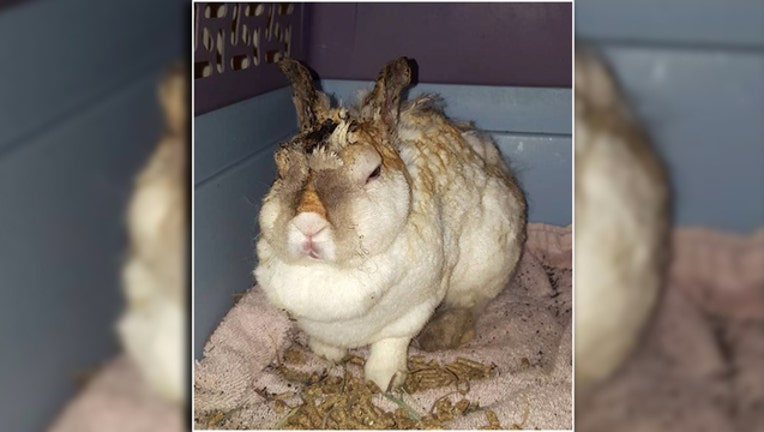 Sheriff: Rabbit may have been intentionally burned