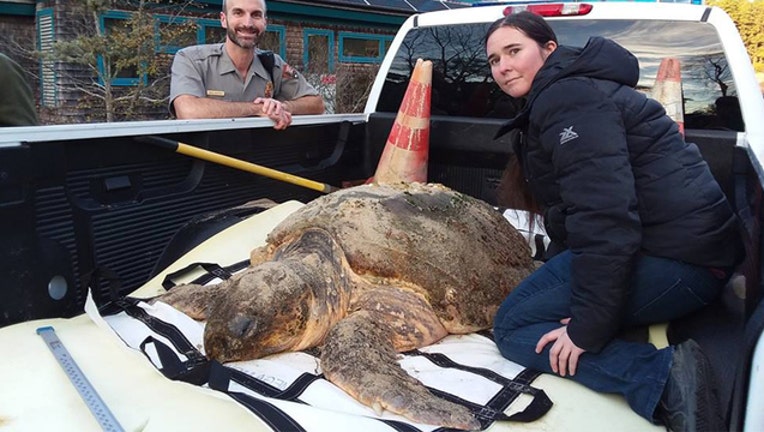 339a58e4-STORYFUL_coldstunnedturtle_112718_1543331111876.jpg