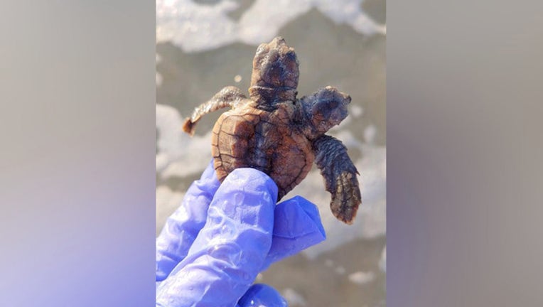 860c2154-Sea Turtle Patrol Hilton Head Island_two headed hatchling_082919_1567079534859.jpg_7624374_ver1.0_1280_720_1567093811387.jpg.jpg