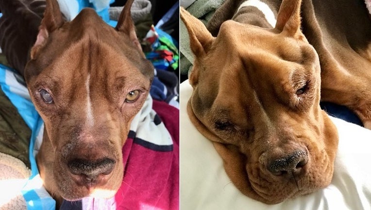 6ad7686c-Sly The Dog Via Providence Animal Shelter-401096