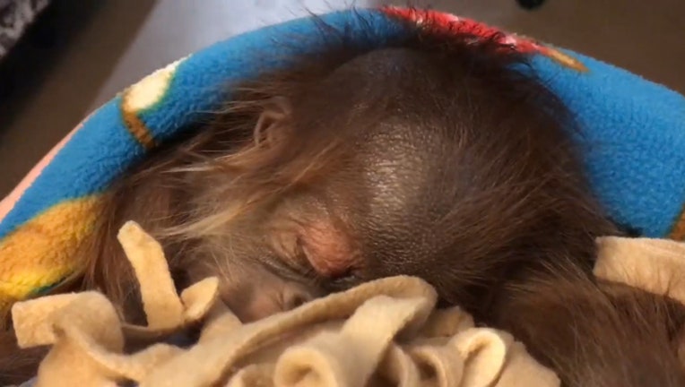 d939fb52-Storyful-209545-Sleeping_Baby_Orangutan_Doesnt_Let_Hiccups_Interrupt_Her_Sweet_Dreams.00_00_08_20.Still001_1537868734335.jpg