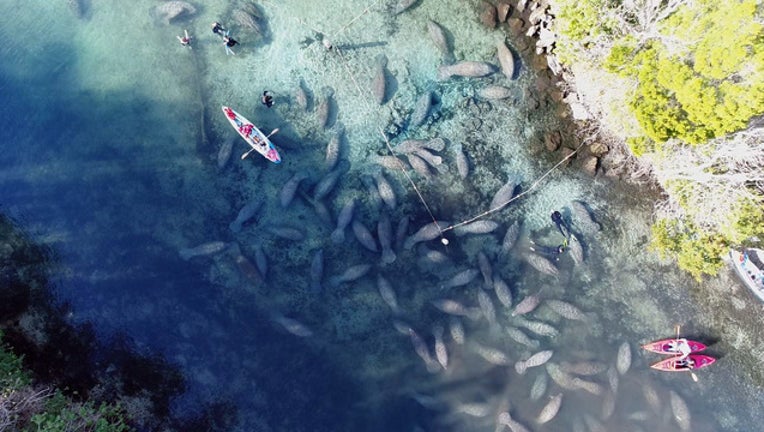 909d2e39-Three-Sisters-Springs-Manatees-07_1515441831644.jpg