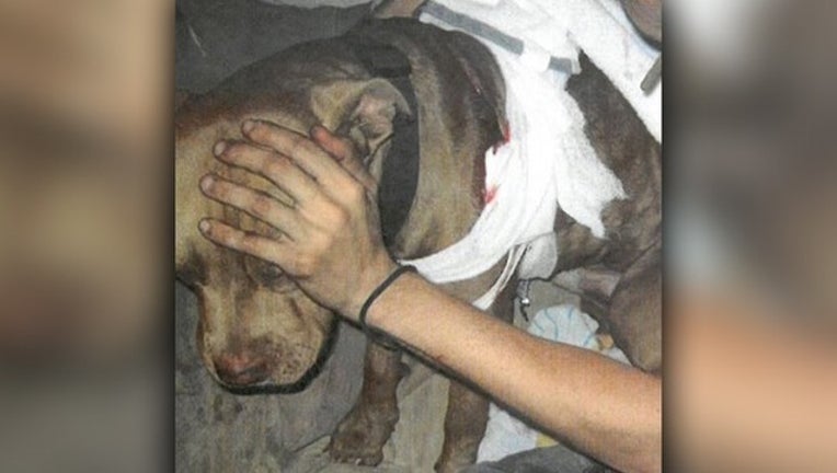 c317a969-Injured dog.jpg